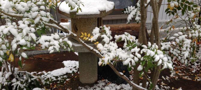 雪が降りました